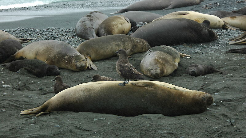 Female elephant seals and pups share a beach with skuas on Macquarie Island