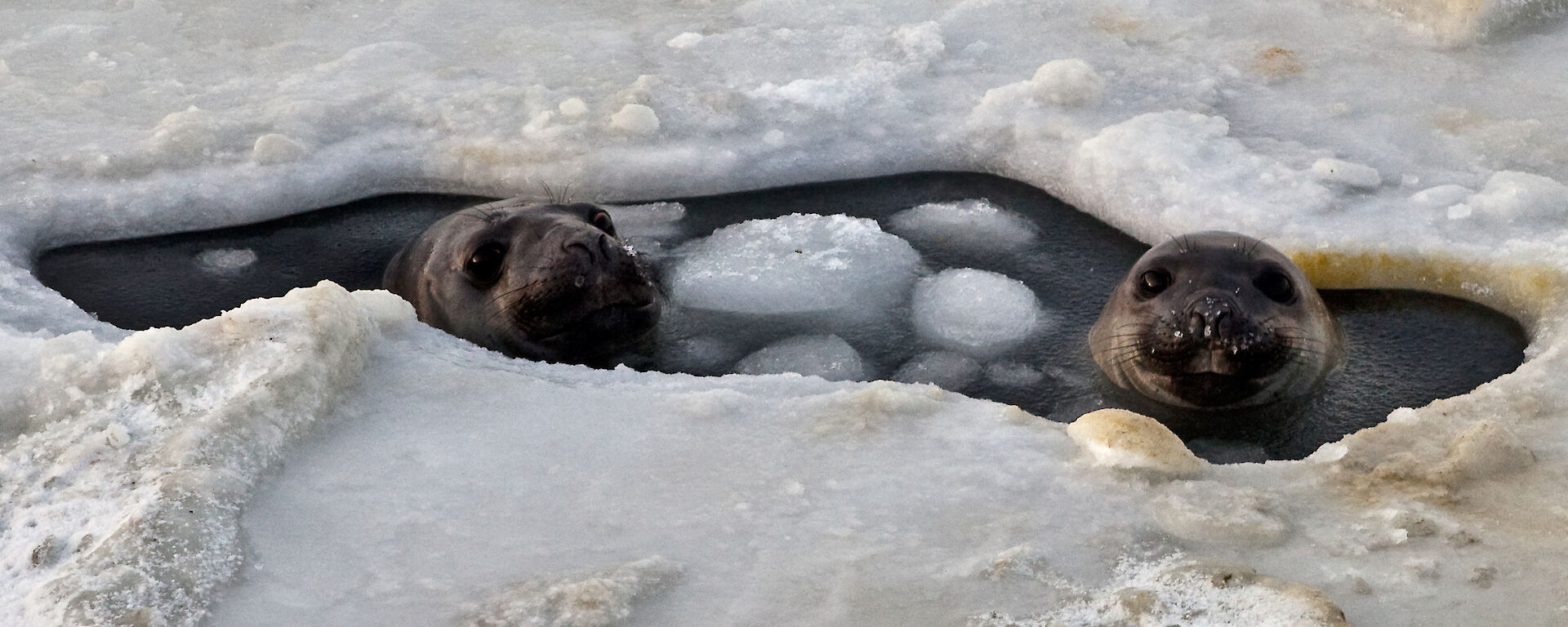 Two elephant seals in a breathing hole in the sea ice