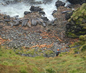 Elephant seals at the base of a scree slope on Macquarie Island