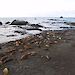 Elephant seals lying on a similarly coloured beach on Macquarie Island