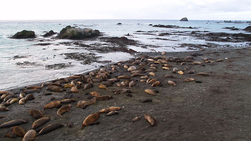 Elephant seals lying on a similarly coloured beach on Macquarie Island