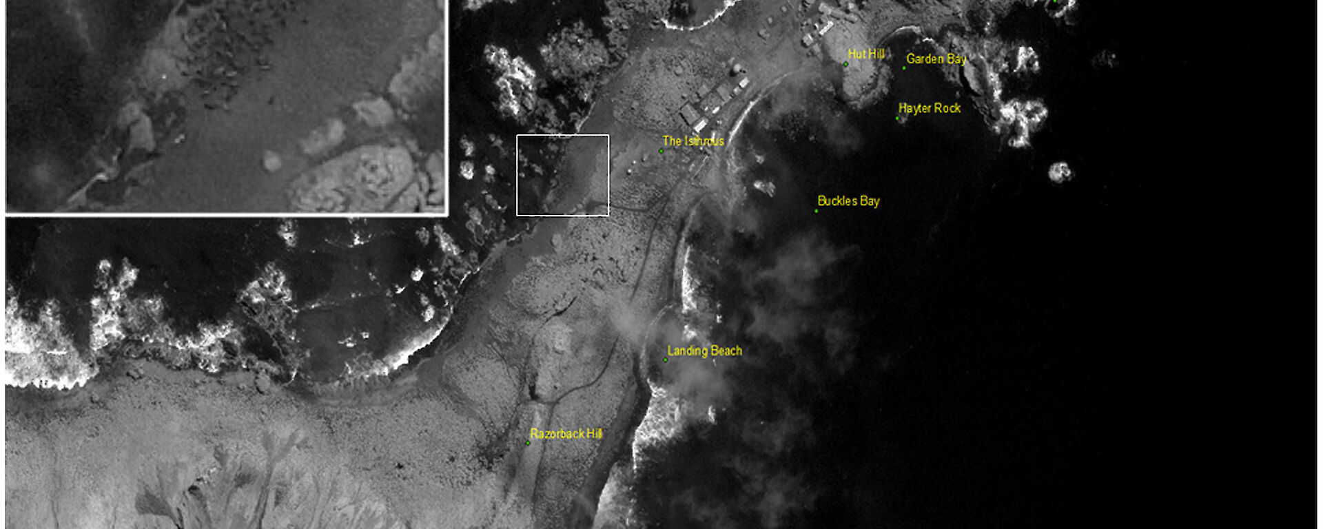 This satellite image of The Isthmus, Macquarie Island, was obtained from the Geo-Eye-1 satellite on 10 October 2011. Female southern elephant seals can be seen congregating in harems on the beach. Individuals within these harems are large enough (2.5m long) to count.