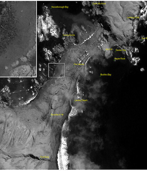 This satellite image of The Isthmus, Macquarie Island, was obtained from the Geo-Eye-1 satellite on 10 October 2011. Female southern elephant seals can be seen congregating in harems on the beach. Individuals within these harems are large enough (2.5m long) to count.