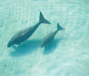 A female dugong and calf in Queensland waters