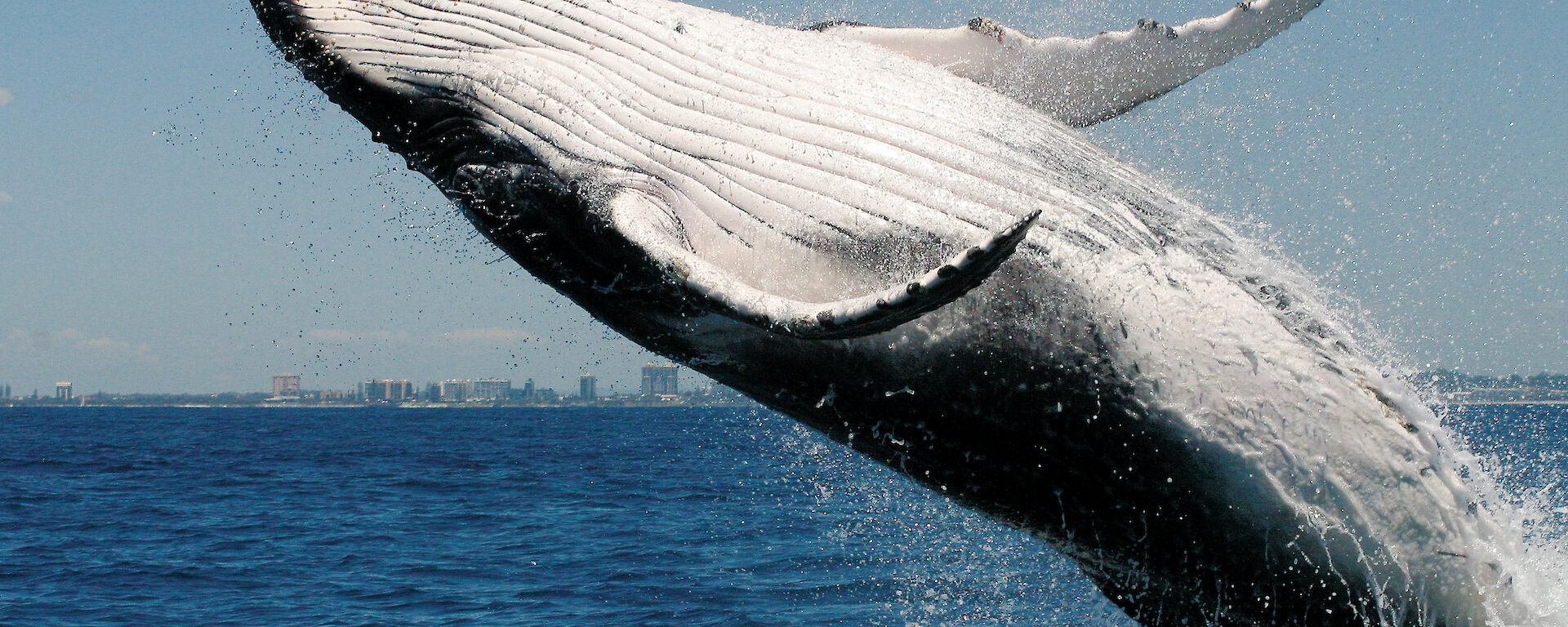 A humpback whale breaching