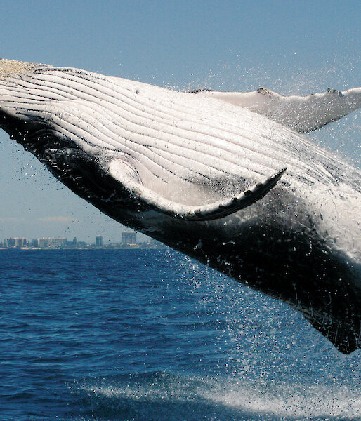 A humpback whale breaching