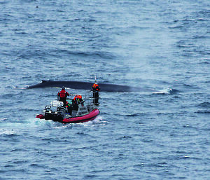 Scientists approach a blue whale in a small boat