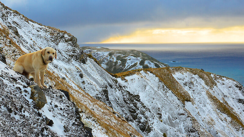 Labrador dog Flax sits on a snow-covered slope on Macquarie Island