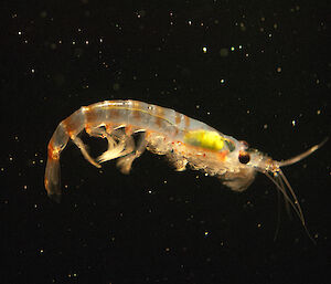 An Antarctic krill.