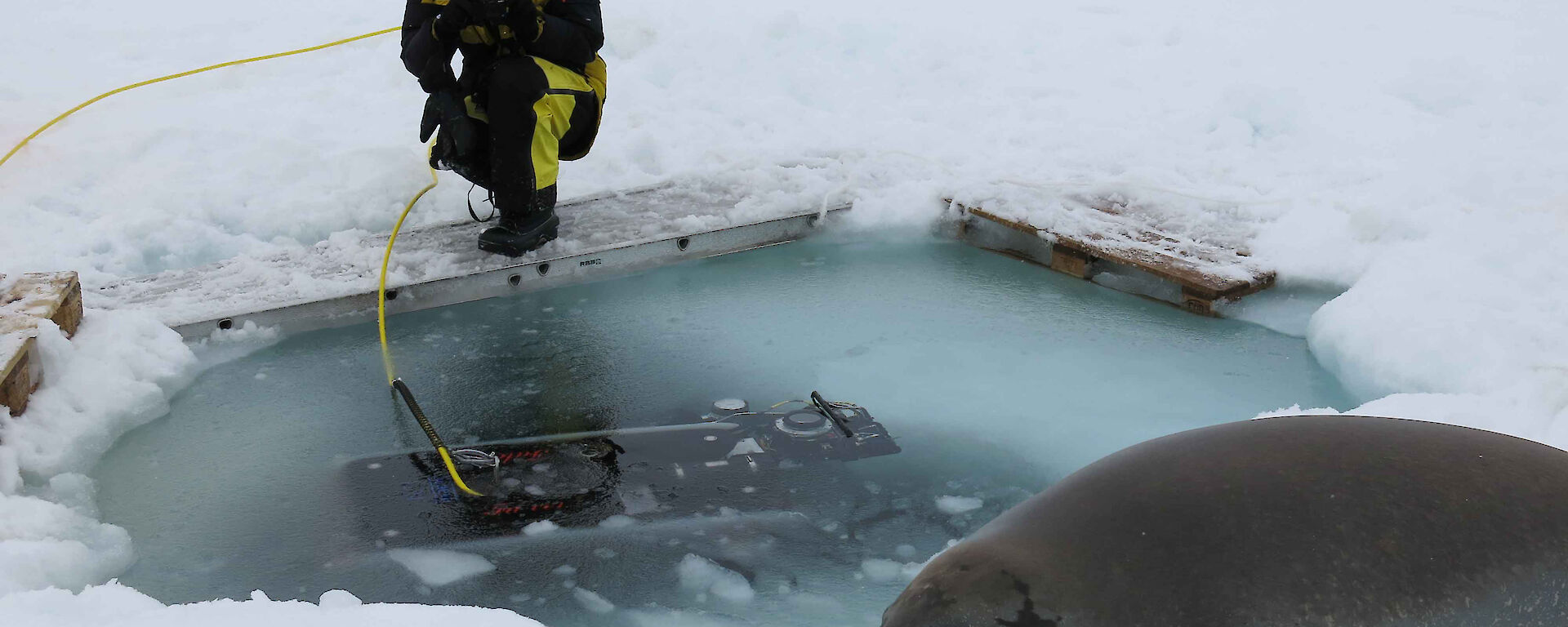 A crabeater seal checks out the Remotely Operated Vehicle deployment.