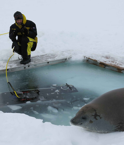 A crabeater seal checks out the Remotely Operated Vehicle deployment.