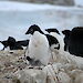 An Adelie penguin with two chicks on its nest.