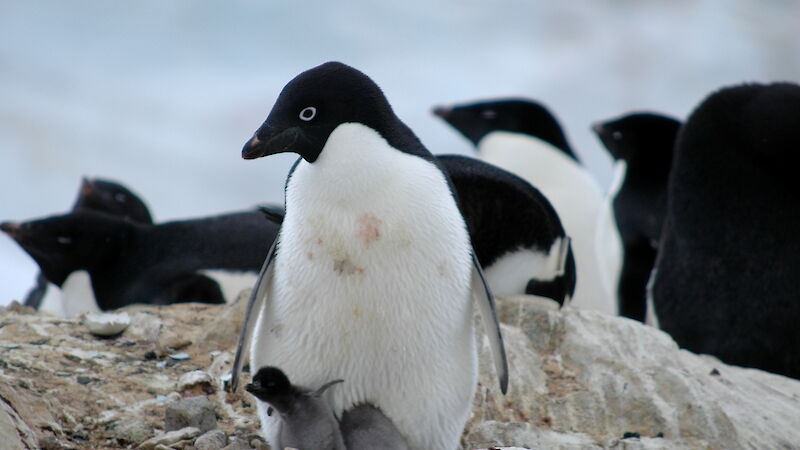 An Adelie penguin with two chicks on its nest.