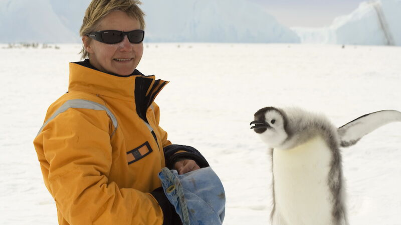 An emperor penguin chick scolds Barbara after being weighed.