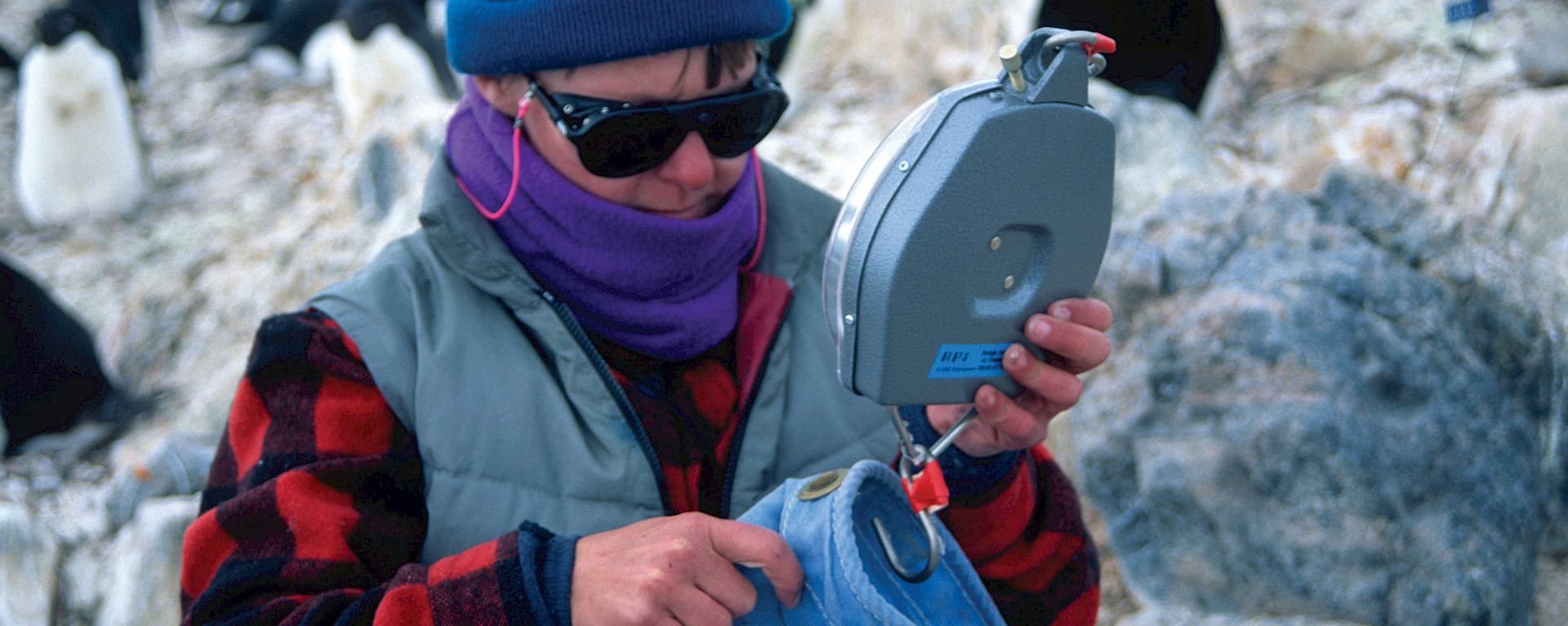 Barbara weighs an Adélie penguin adult as part of her long-term monitoring of the birds (1995).