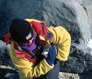 Barbara weighs and measures an Adélie chick to determine its growth rate. Barbara has turned her red jacket inside out so that the yellow fleece is exposed, to deter skuas attracted to the ‘blood’ red colour.