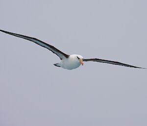 A black-browed albatross