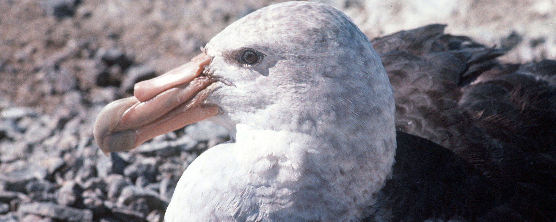 A southern giant petrel on its nest.