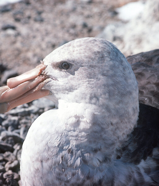 A southern giant petrel on its nest.