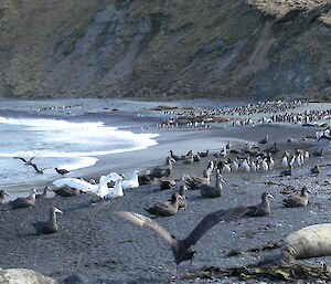 Light and dark morphs of both southern and northern giant petrels on Macquarie Island.