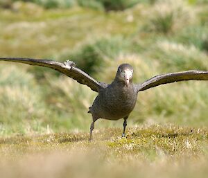 A northern giant petrel standing on the ground with its wings extended.
