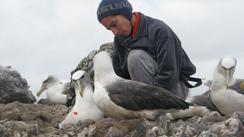 Dr Rachael Alderman reads band numbers of breeding shy albatrosses on Albatross Island (off Tasmania’s north-west coast), as part of a long-term population monitoring project.