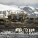 King penguins on a beach in front of derelict buildings and blubber pots.