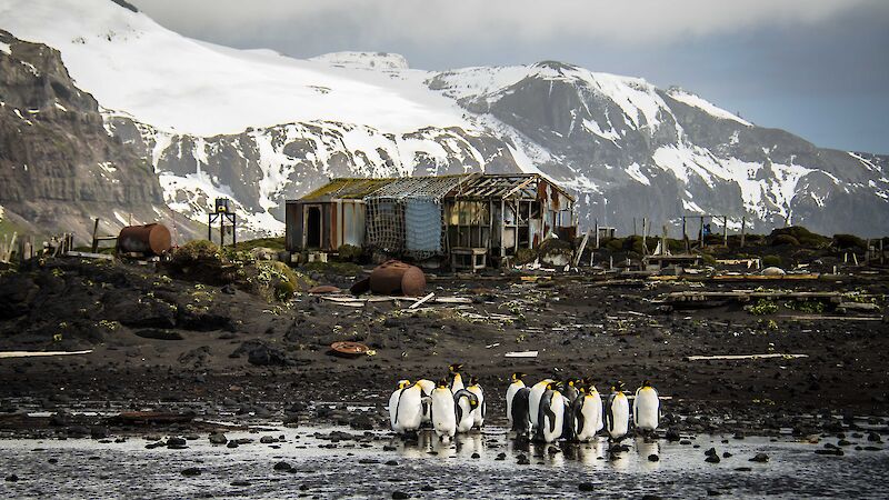 King penguins on a beach in front of derelict buildings and blubber pots.