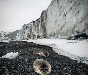 Two young southern elephant seals are dwarfed by dramatic ice cliffs on Heard Island.