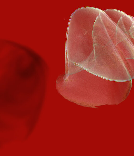 Part of the animation Dispel by Professor Tim Senden.
