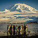 A group of King penguins against the backdrop of the snow-covered Mount Mawson on Heard Island.