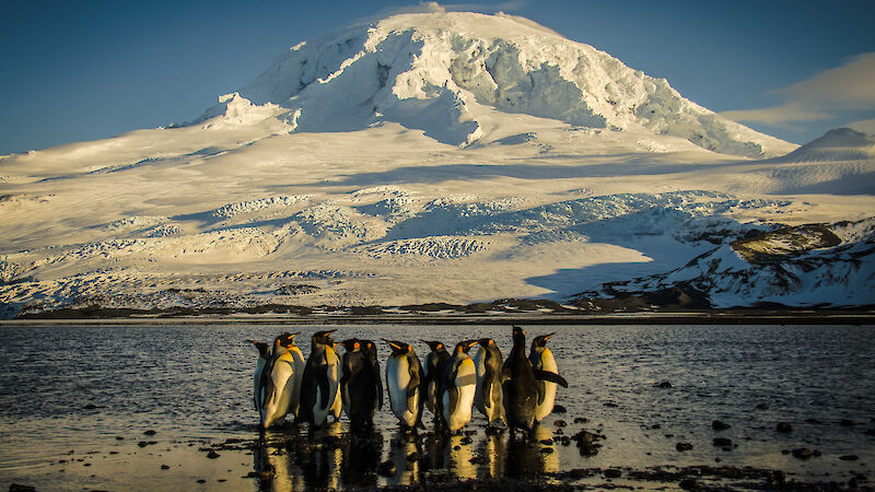 A group of King penguins against the backdrop of the snow-covered Mount Mawson on Heard Island.
