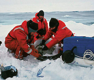 Nick anaesthetising a crabeater seal in Antarctica