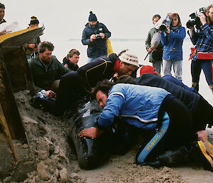 Nick (in wetsuit and beanie, left of the whale) provides veterinary assistance during the successful rescue of false killer whales at a mass stranding event in Western Australia in 1988.
