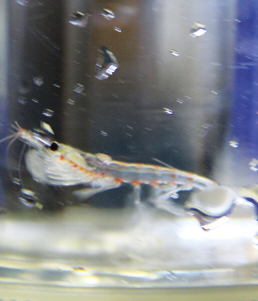 A juvenile krill caught during SIPEX-II.