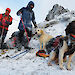 Hunting dogs in the snow on Macquarie Island