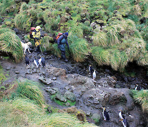 Hunting dogs ignore penguins while searching for rabbits on Macquarie Island