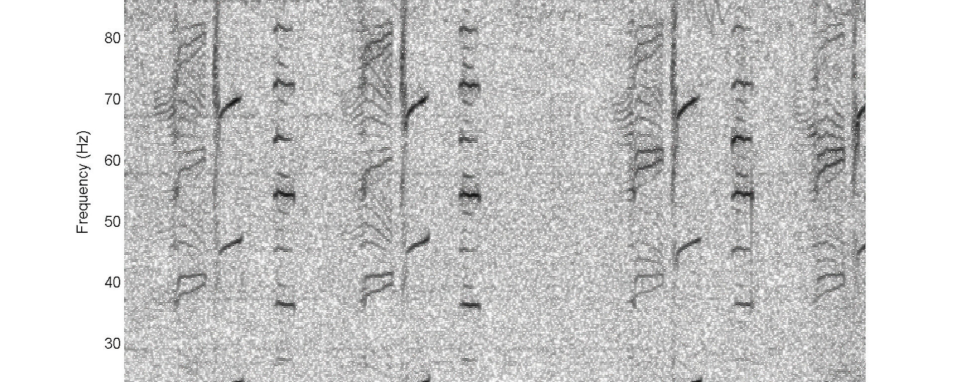 A visual representation of blue whale song, detected by sonobuoys at frequencies between 20 and 90 Hz, showing a pattern of three repeated units, which can be sung over many hours.