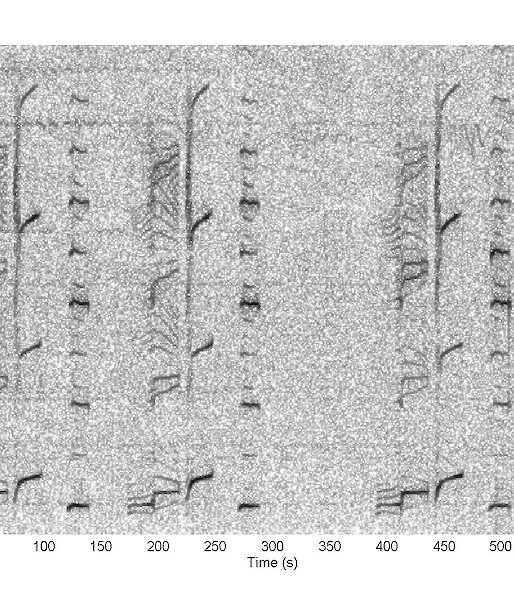 A visual representation of blue whale song, detected by sonobuoys at frequencies between 20 and 90 Hz, showing a pattern of three repeated units, which can be sung over many hours.