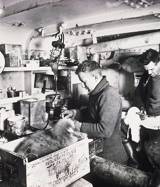 Harold Fletcher (L) and Robert Falla (R) prepare seabird specimens on board Discovery.