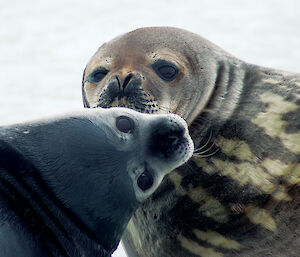 Two Weddell seals