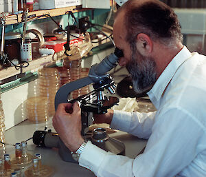 Dr Steve Karay examining microbiological specimens under the microscope, Casey, 1975.