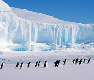Adélie penguins walking in a line in front of an ice cliff with frozen ice stalactites
