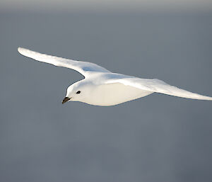 A snow petrel in flight