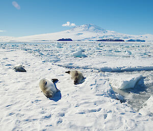 Weddell seals, an Antarctic minke whale (middle distance) and Mount Erebus.