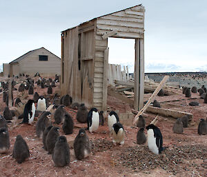 Adélie penguins nest in the remains of the Northern Party’s hut on Cape Adare.