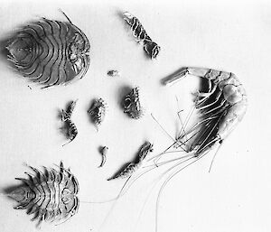 Examples of crustaceans caught in dredging operations during the Australasian Antarctic Expedition.