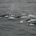 Four humpback whales breaching the surface of the Southern Ocean.