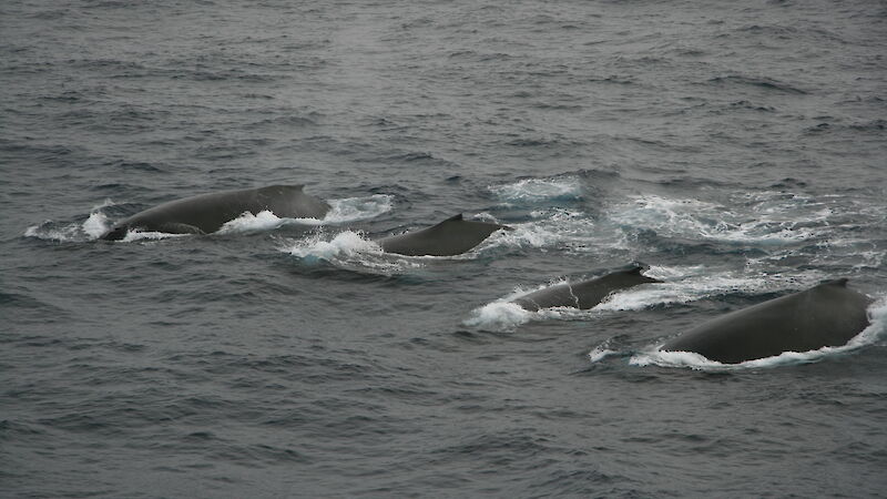 Four humpback whales breaching the surface of the Southern Ocean.