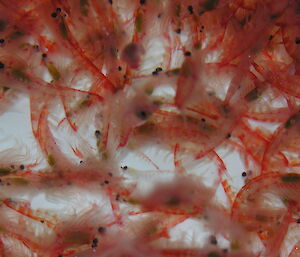 Antarctic krill.